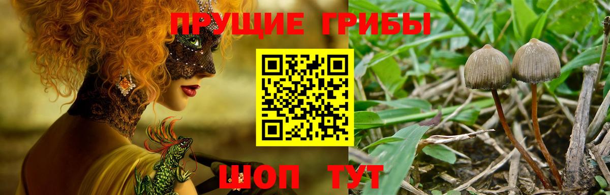 Псилоцибиновые грибы Cubensis Нурлат